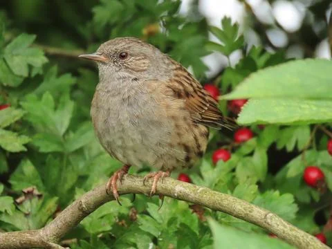 Dunnock's Quiet Perch Stock Photos