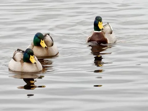 Duo Of Mallards Gracefully Move Over Reflective Waters Emphasizing Their Bright Stock Photos