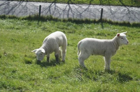 Duo Sheep Stockfoto's