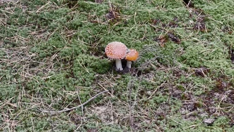 Duo of Tiny Red Fly Agarics Stock Footage 255462486