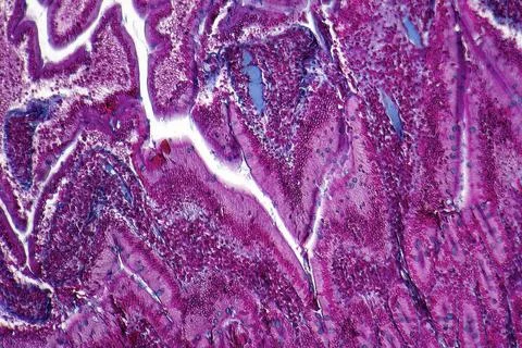 Duodenum cross section full frame duodenum cross section micrography from ... Stock Photos