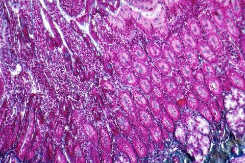 Duodenum cross section full frame duodenum cross section micrography Copyr... Stock Photos