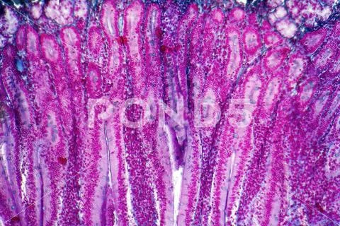 Photograph: Duodenum Cross Section Full Frame Duodenum Cross Section 