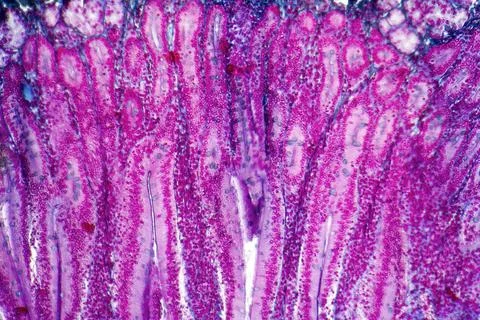 Duodenum cross section full frame duodenum cross section micrography from ... Stock Photos