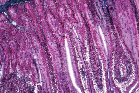 Duodenum cross section full frame duodenum cross section micrography Copyr... Stock Photos