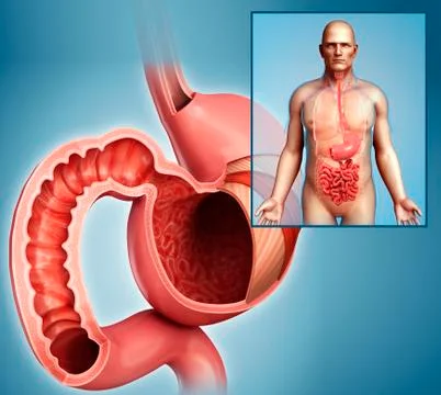 Duodenum cross-section, illustration Stock Illustration