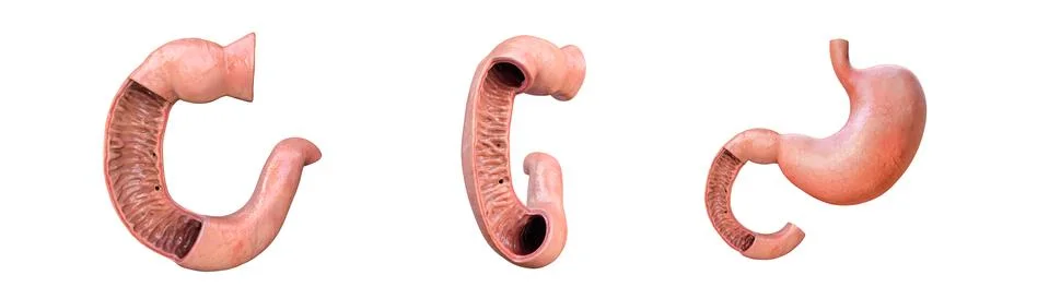 Duodenum, human anatomy, white background, part of your small intestine,front Stock Illustration