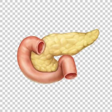 Duodenum Stock Illustration