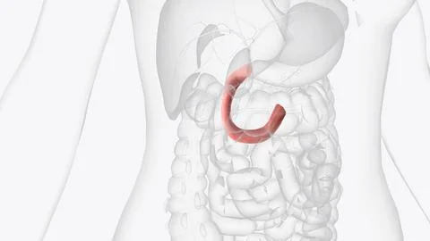 The duodenum is the initial C-shaped segment of the small intestine and is .. Stock Photos