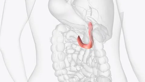The duodenum is the initial C-shaped segment of the small intestine and is .. Stock Photos