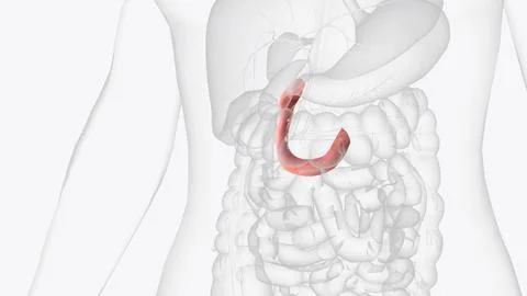 The duodenum is the initial C-shaped segment of the small intestine and is .. Stock Photos
