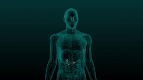 Duodenum xray Video stock 261709887