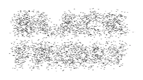 A duple flock of flying birds forms the words BLACK FRIDAY. Video stock 58147295