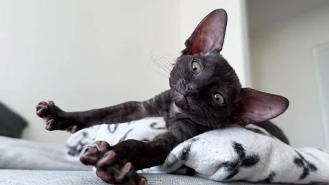 Duplicate titles – Reuse first block for relaxing kitten on couch Stock Footage 308258875