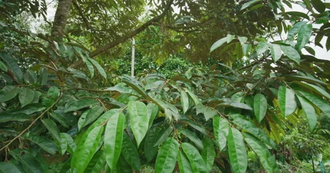 Durain green tree leaf forest on branch fruit industry Stock Footage 339268183