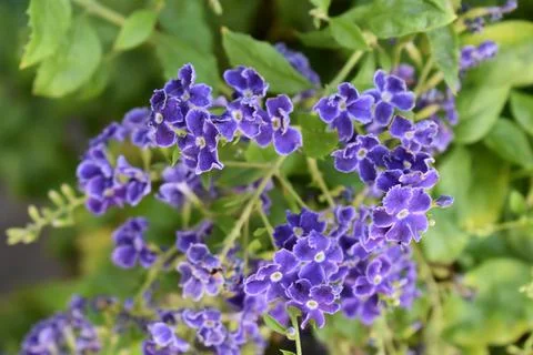 Duranta Erecta 2 Stock Photos