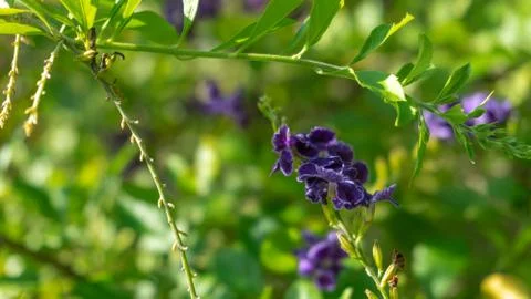 Duranta erecta Stock Photos
