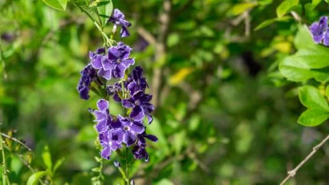 Duranta erecta Stockfoto's