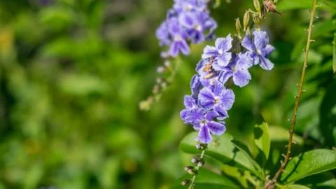 Duranta erecta Stockfoto's
