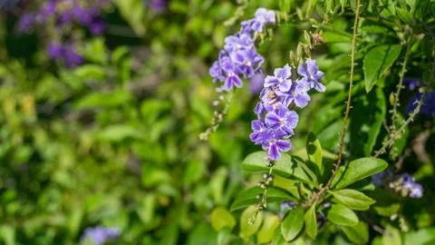 Duranta erecta Stock Photos