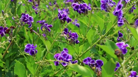 Duranta erecta tree flowers swaying by the wind in wild forest. Stock Footage 277965485