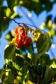 Durazno in tree Stock Photos