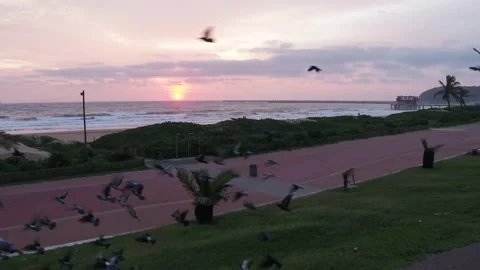 Durban beach pigeons Stock Footage