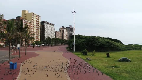 Durban Beachfront Pigeans Stock Footage 136824534
