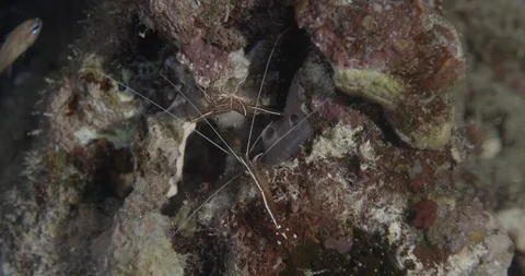 Durban dancing shrimp with Hump-back cleaner shrimp Video stock 111503161