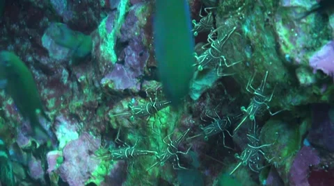 Durban dancing shrimp on rock Video stock 33070067