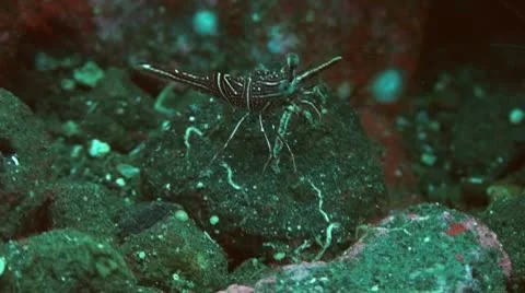 Durban hinge-beak prawn Stock Footage 10736539