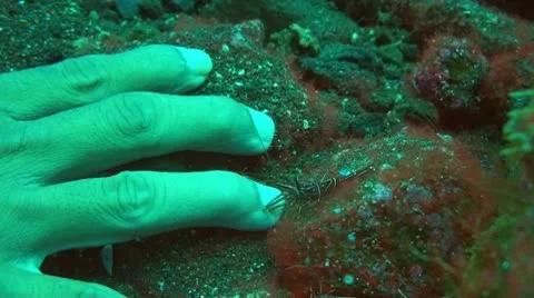 Durban hinge-beak prawn Stock Footage 10737987