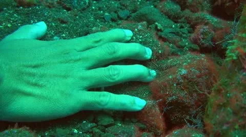 Durban hinge-beak prawn Stock Footage 10737993