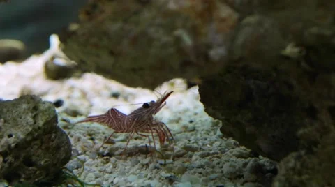 Durban hinge-beak shrimp Stock Footage 63510570