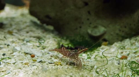 Durban hinge-beak shrimp Stock Footage 63511537