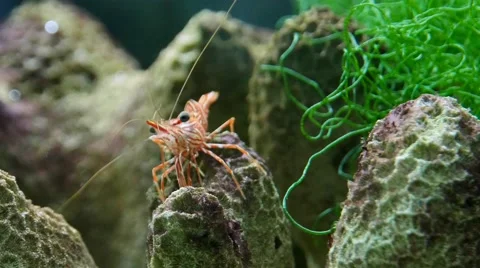 Durban hinge-beak shrimp Stock Footage 63512984