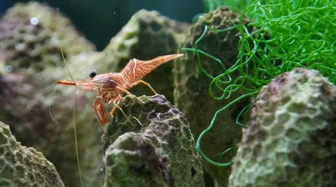 Durban hinge-beak shrimp Stock Footage 63513089