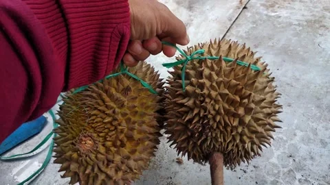 Durian 2 Stock Footage 247355136