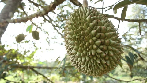 Durian balls on the durian tree Stock Footage 139903004