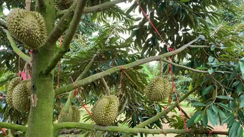 Durian on durian tree Stock Footage 252638916