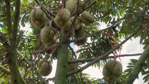 Durian on durian tree Stock Footage 252638954