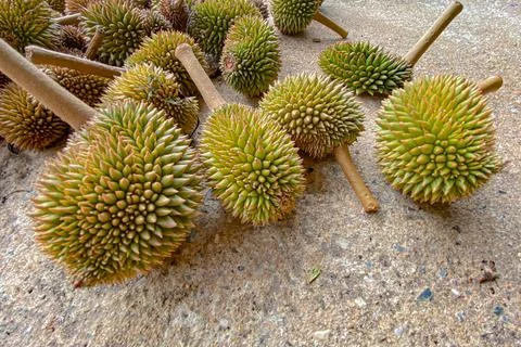 Durian on the floor Stock Photos