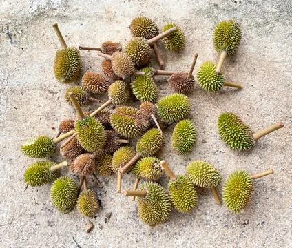 Durian on the floor Stock Photos