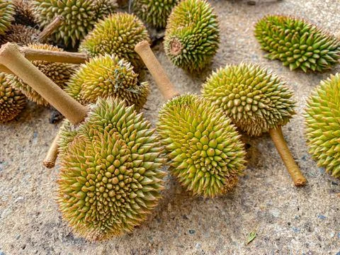 Durian on the floor Stock Photos