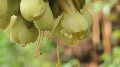 Durian flower bud develop from a tiny bud to an open blossom. Stock Footage 310107195
