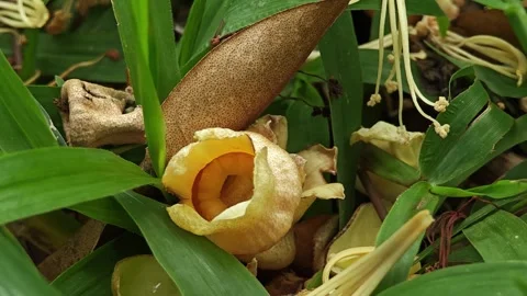 Durian flower falling on the floor. Stock Footage 310107246