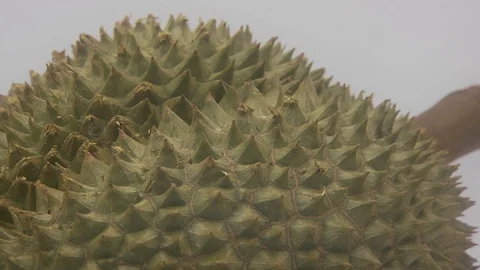 Durian Stock Footage 126108725