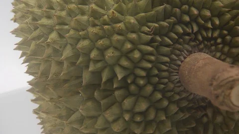 Durian Stock Footage 126108942