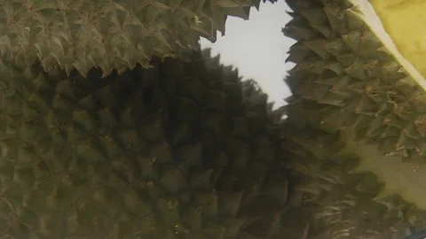 Durian Stock Footage 126109708