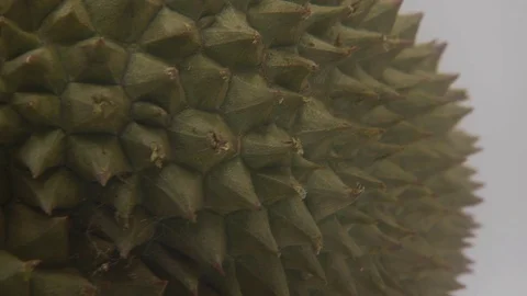 Durian Stock Footage 126110051